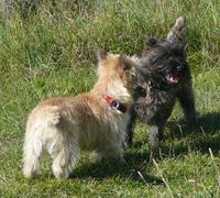 P1130601__holky.jpg