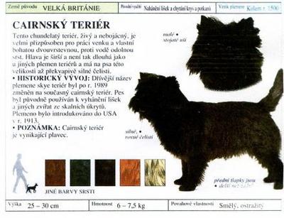 cairnsky_terier.jpg